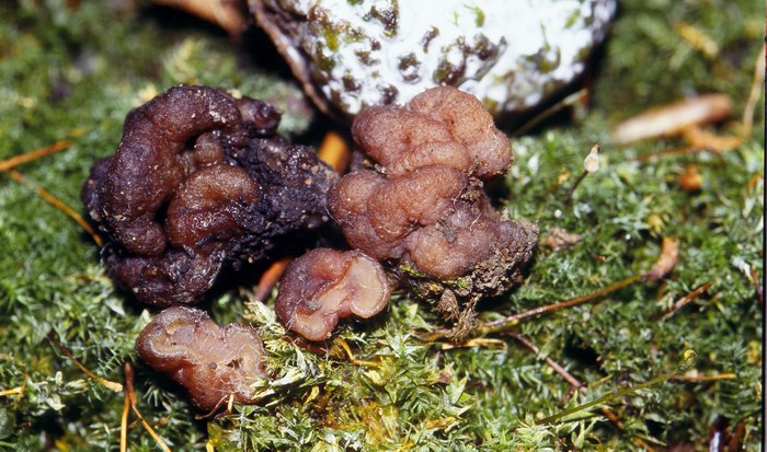 macrostoma