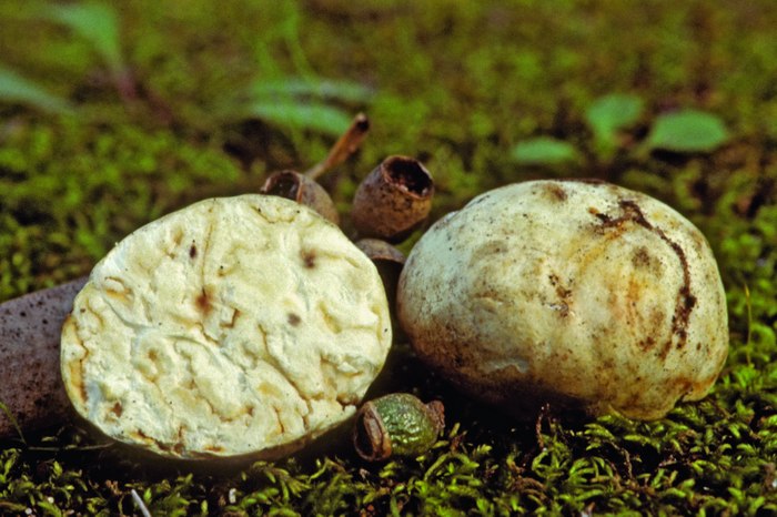 macrostoma