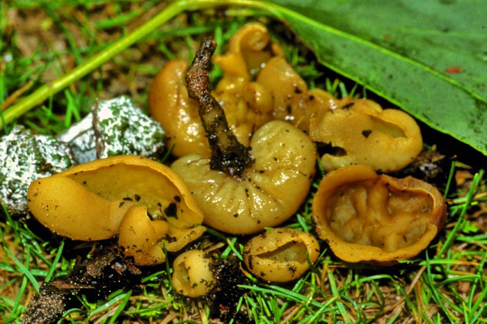 macrostoma