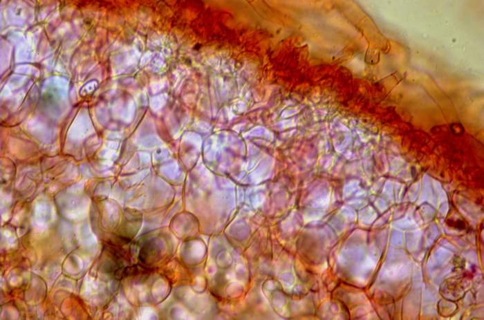 macrostoma