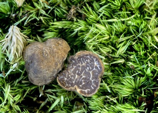 macrostoma