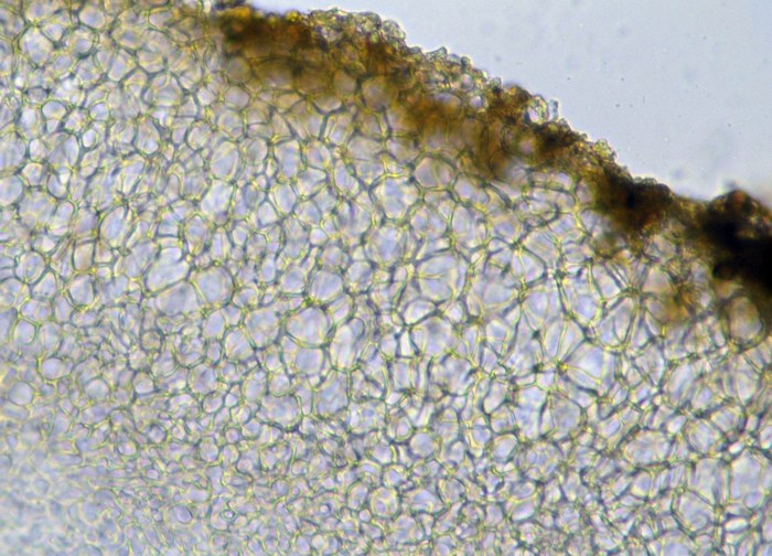 macrostoma