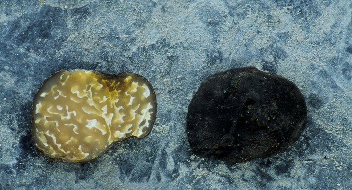 macrostoma