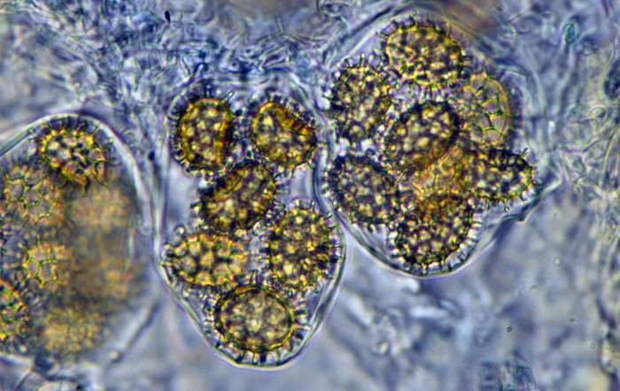 macrostoma