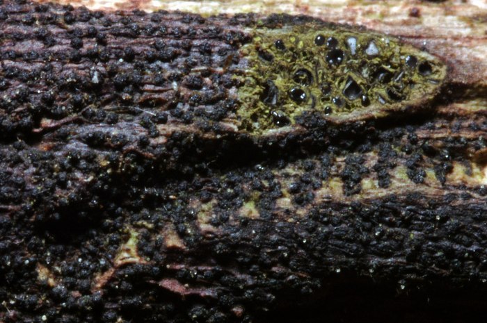 macrostoma