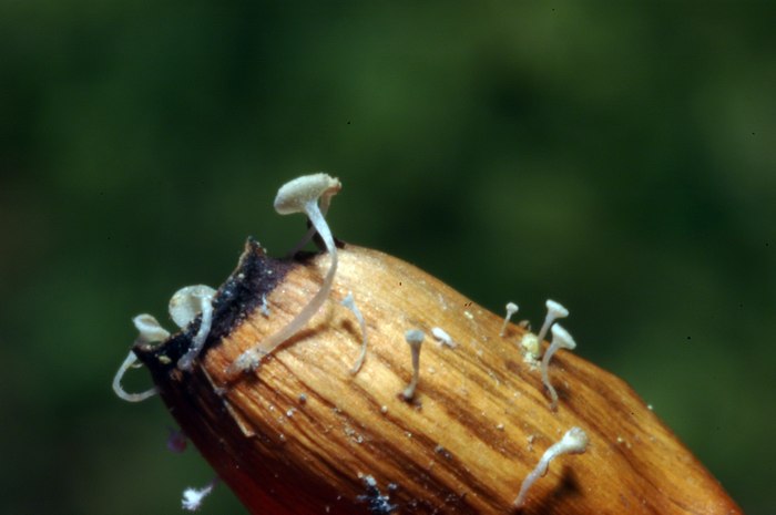 macrostoma