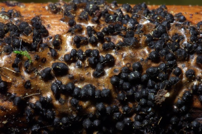 macrostoma