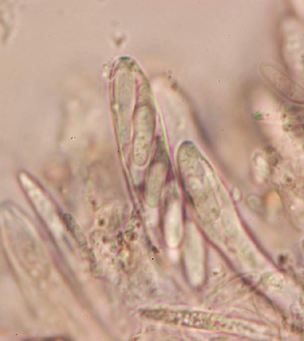 macrostoma