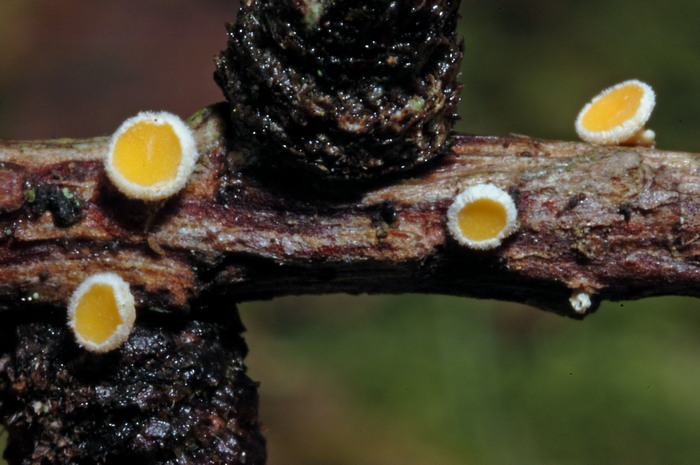 macrostoma