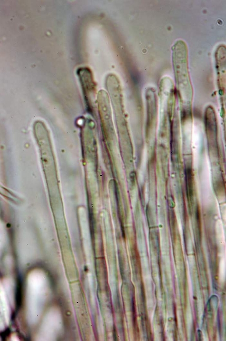 macrostoma