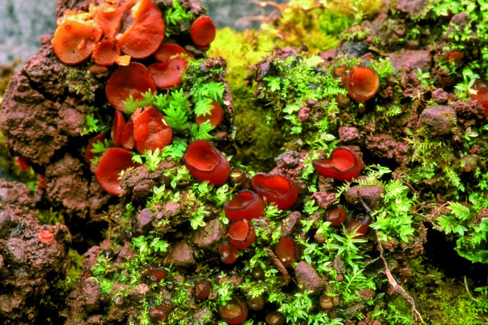macrostoma
