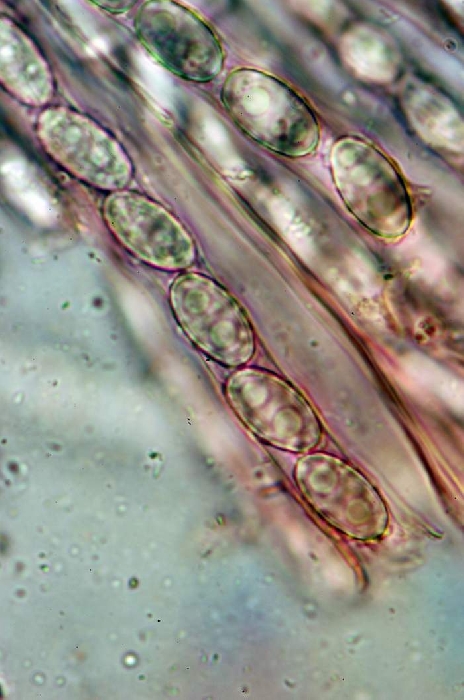 macrostoma
