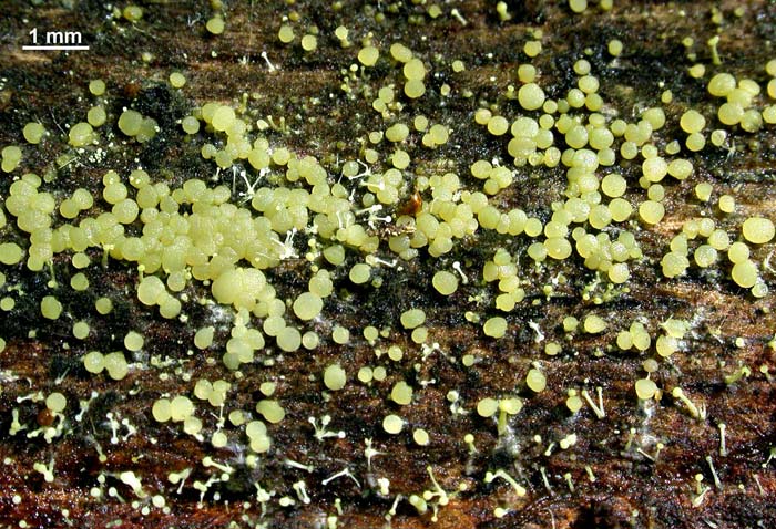 macrostoma