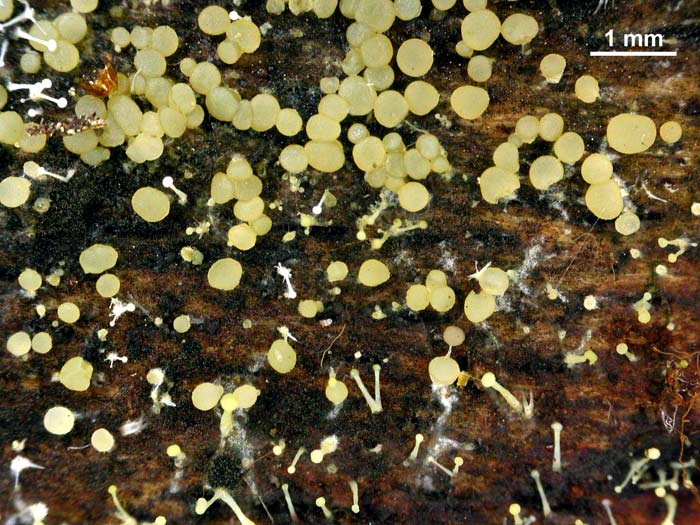 macrostoma