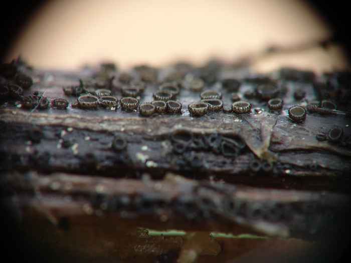 macrostoma