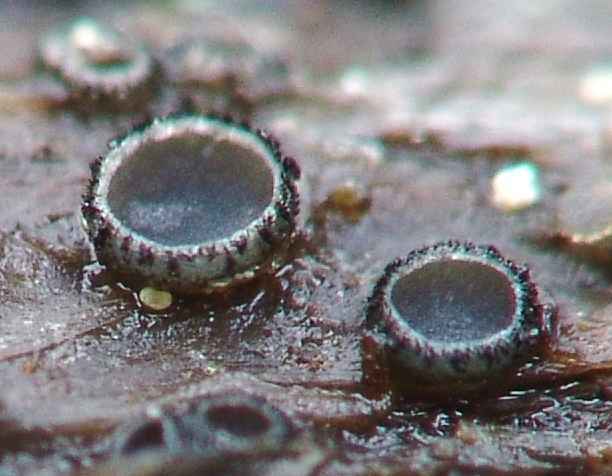 macrostoma