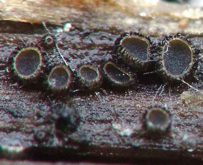 macrostoma