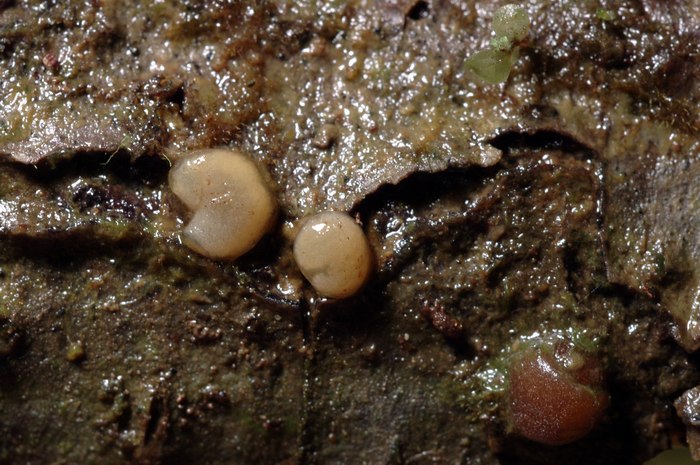 macrostoma
