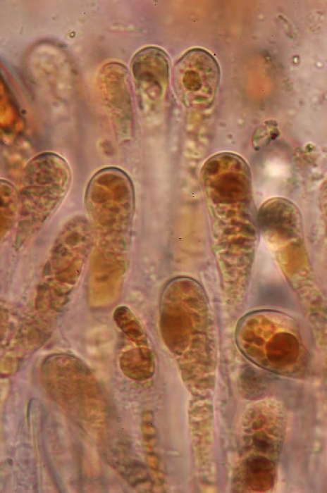 macrostoma
