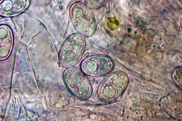 macrostoma
