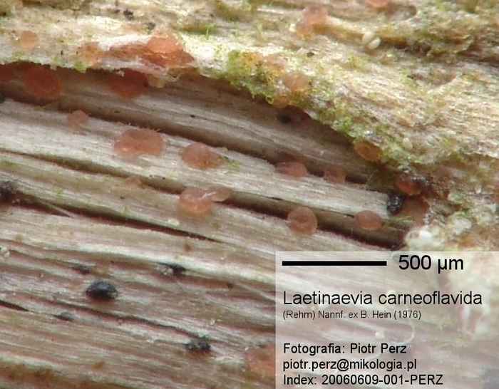 macrostoma