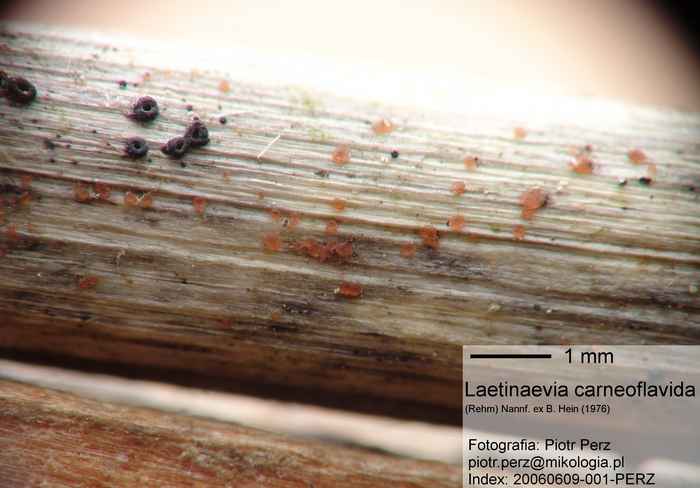 macrostoma