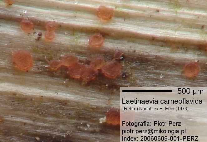 macrostoma