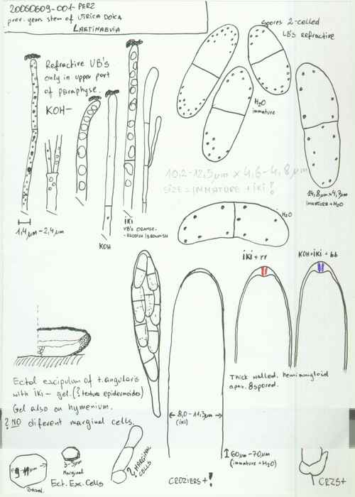 macrostoma