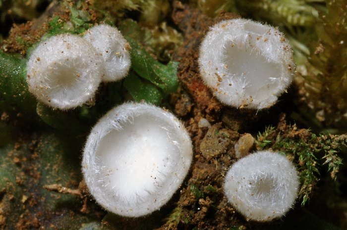 macrostoma
