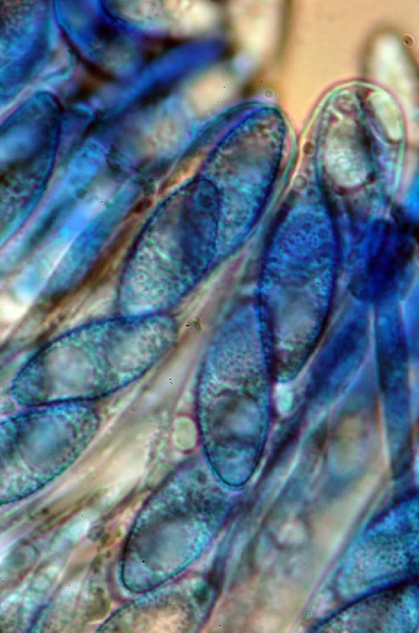 macrostoma