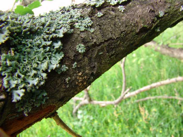 macrostoma