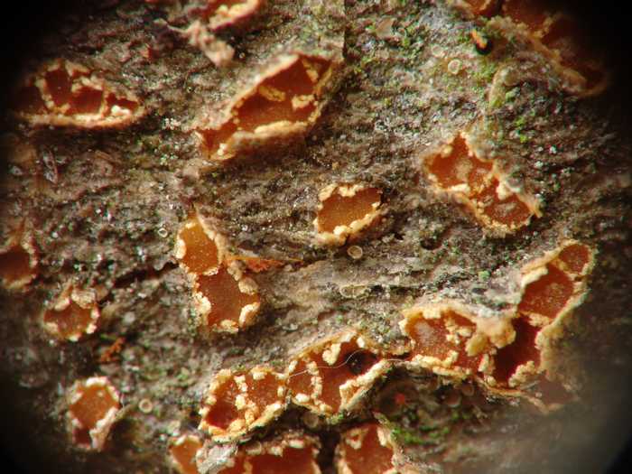 macrostoma