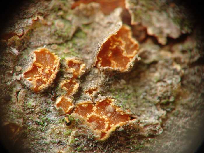 macrostoma