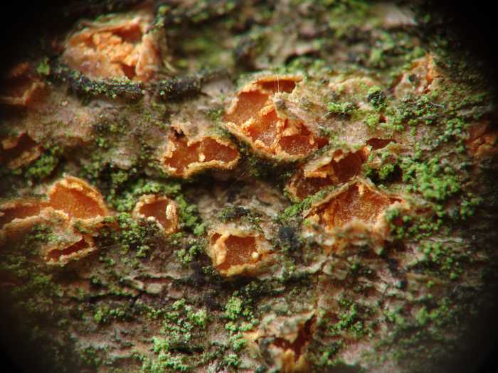macrostoma