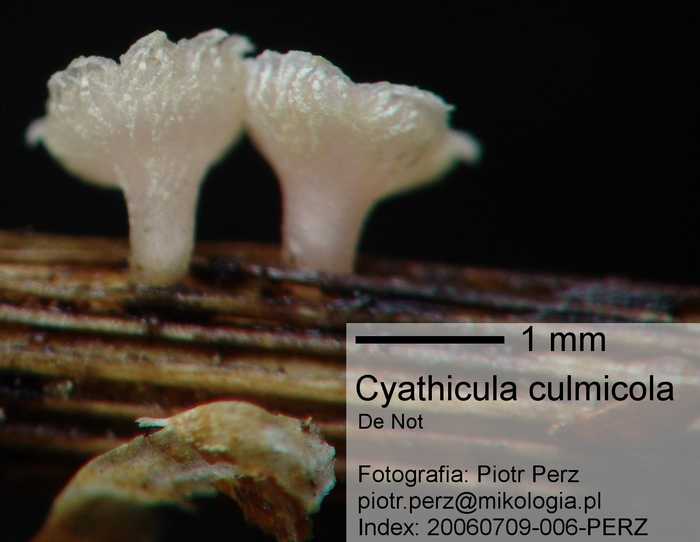 macrostoma