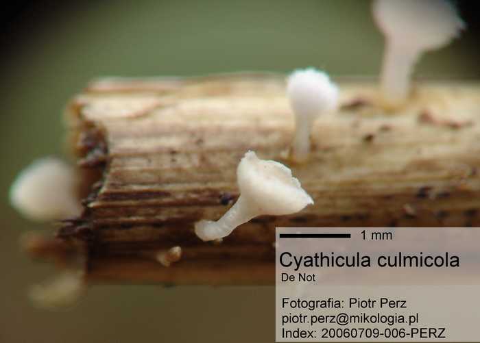 macrostoma