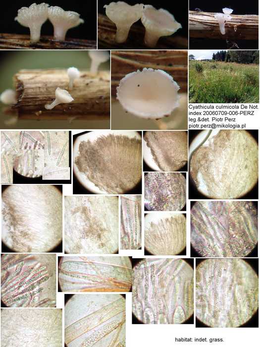 macrostoma