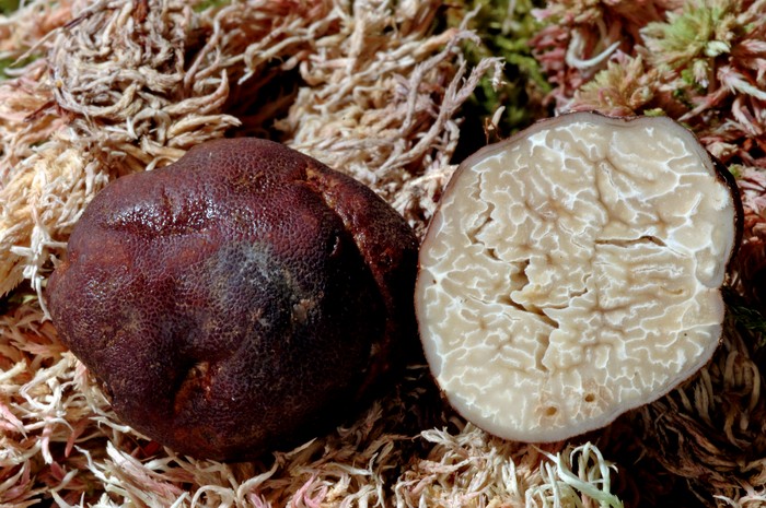 macrostoma