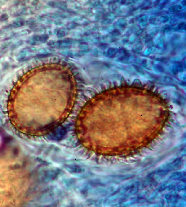 macrostoma