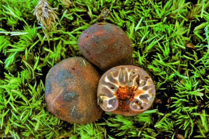 macrostoma