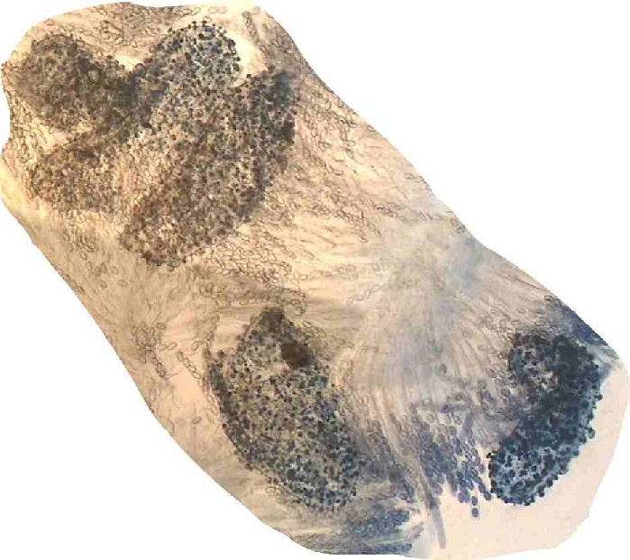 macrostoma