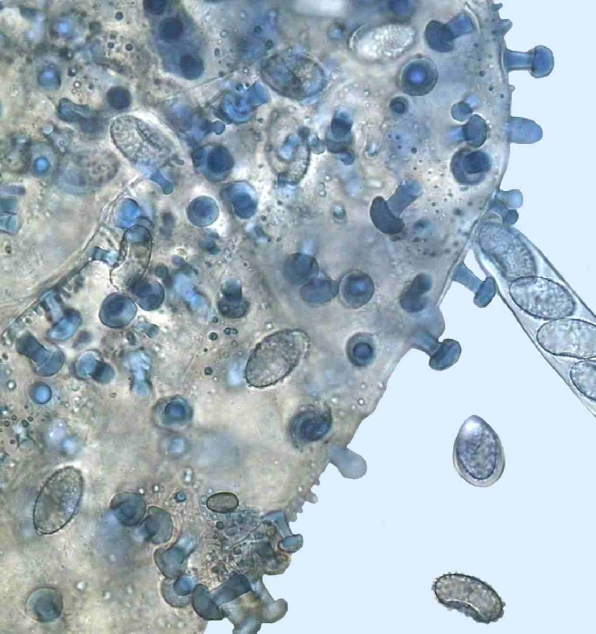 macrostoma