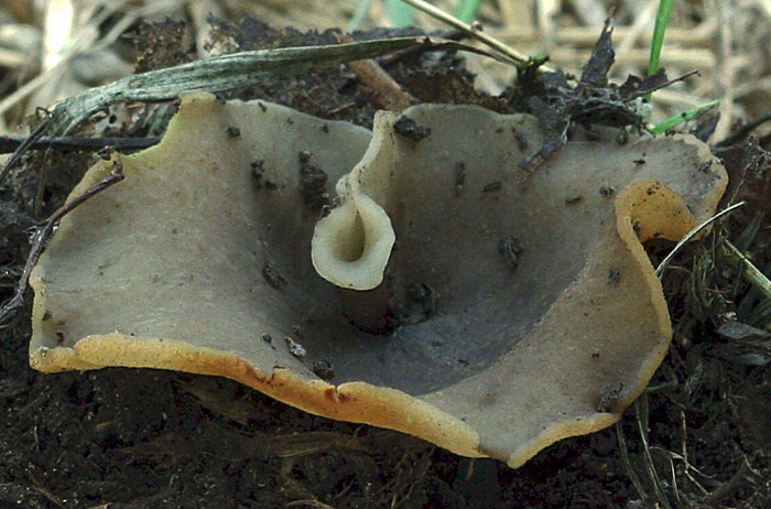 macrostoma