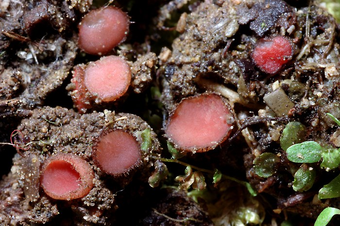 macrostoma