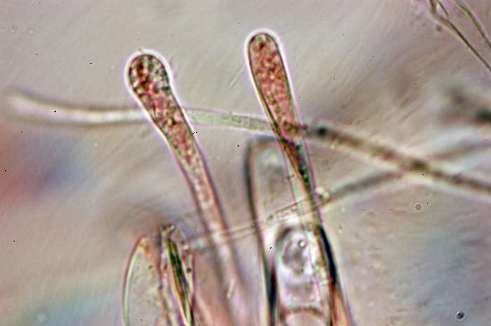 macrostoma