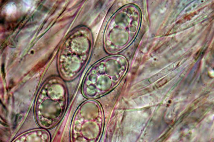 macrostoma