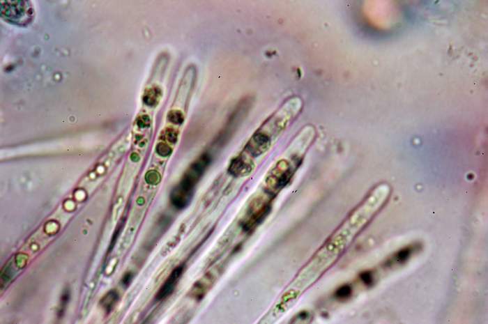 macrostoma