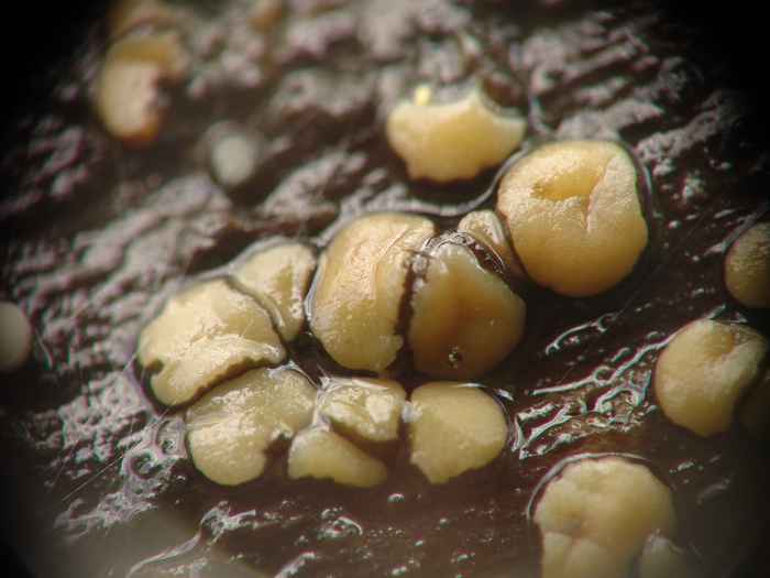 macrostoma