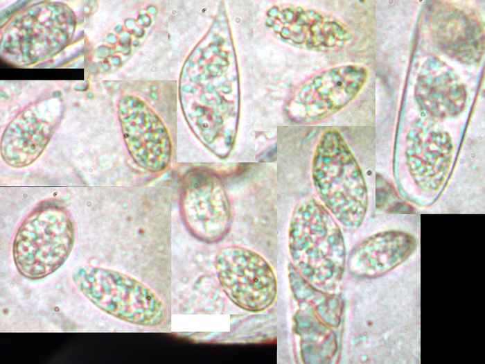 macrostoma