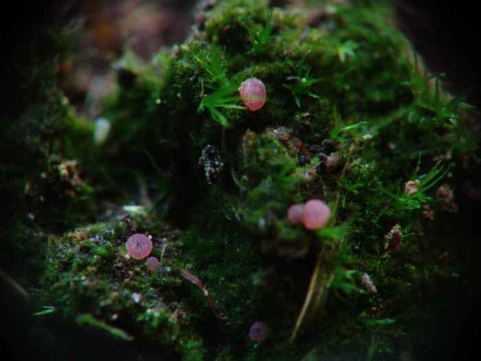 macrostoma